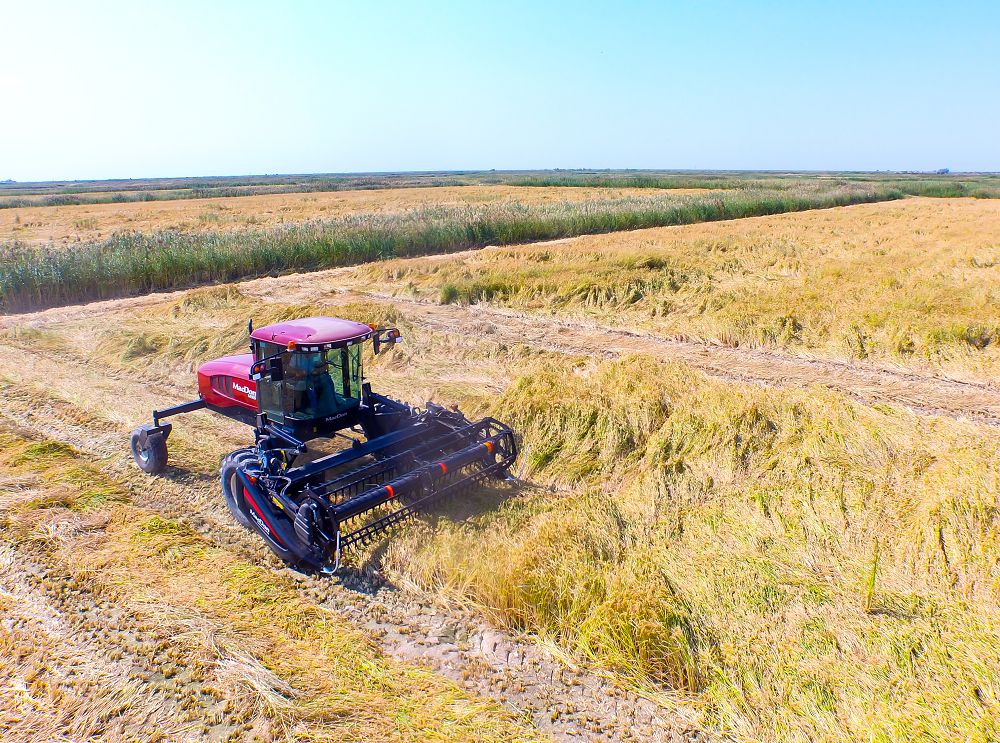 قىزىلوردا وبلىسىندا كۇرىش وراعى باستالدى