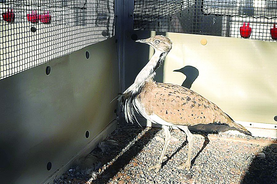 دۋاداق دەگەن ءبىر قۇس بار
