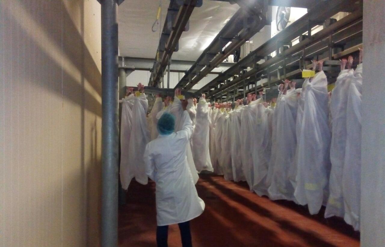 يران مەملەكەتىنە 18 توننا قوي ەتى جىبەرىلدى