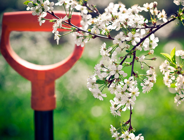 استانانىڭ جاسىل بەلدەۋىندە 600 كوشەت وتىرعىزىلدى