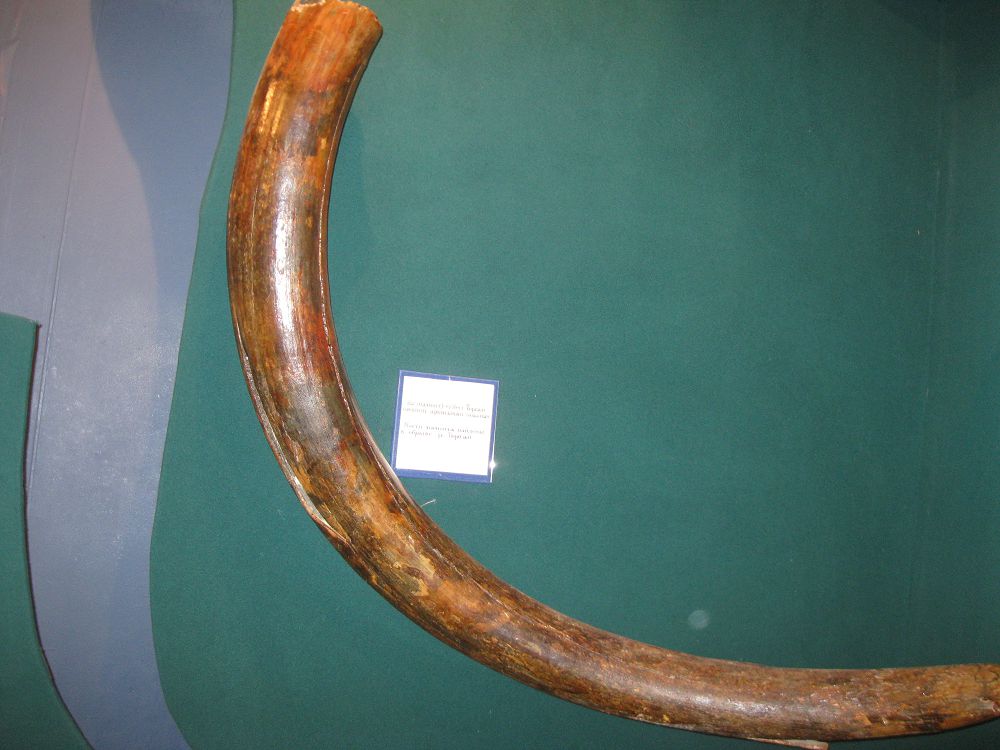 تورعاي وزەنى ارناسىنان تابىلعان مامونت سۇيەگى