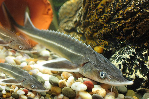 ەرتىس وزەنىنە 35 مىڭ شاباق جىبەرىلدى
