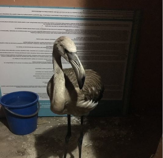 قاراعاندىدا اۋلادان تابىلعان قوقيقاز قورىققا جىبەرىلدى