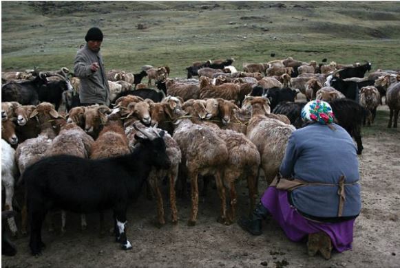 قازاق – قاشاندا قازاق!