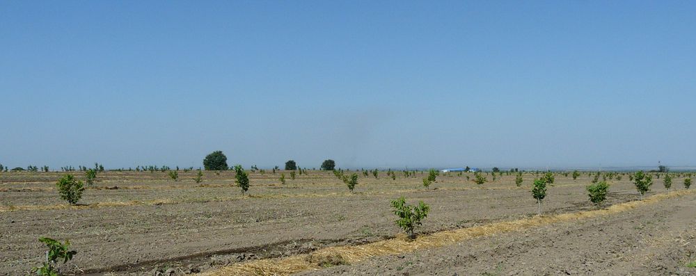 جەتىسۋدا جاڭعاق وسەدى