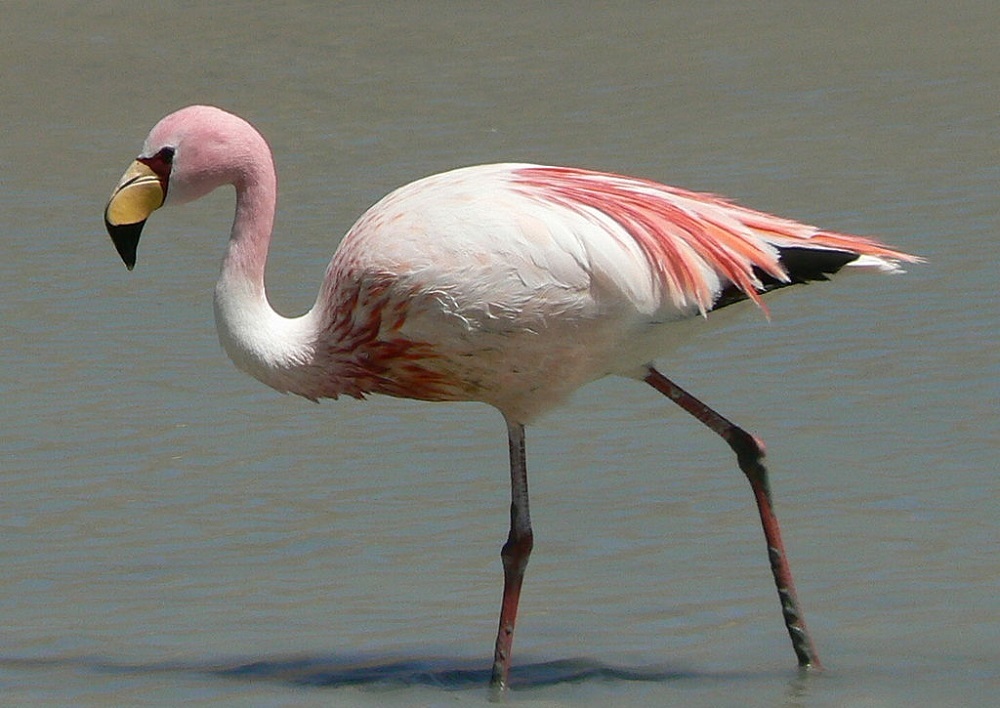 قاراعاندىدان قوقيقاز تابىلدى