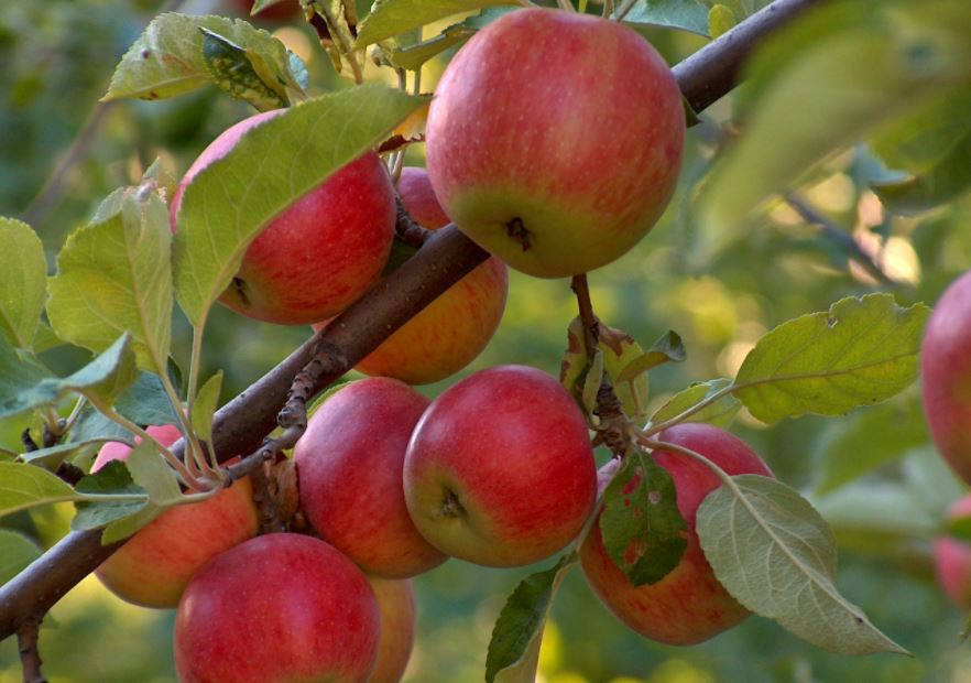 الماتىدا پانفيلوۆ كوشەسىنىڭ بويىندا دەكوراتيۆتى الما باعى پايدا بولادى