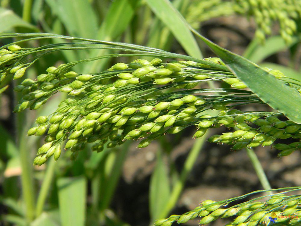 شىعاناق جولىمەن نەمەسە تارى ءوسىرۋ ءداستۇرى جالعاسا بەرەدى