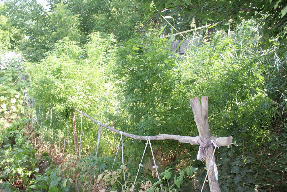 قىزىلوردالىق پوليتسەيلەر ءىرى ەسىرتكى القابىن انىقتادى