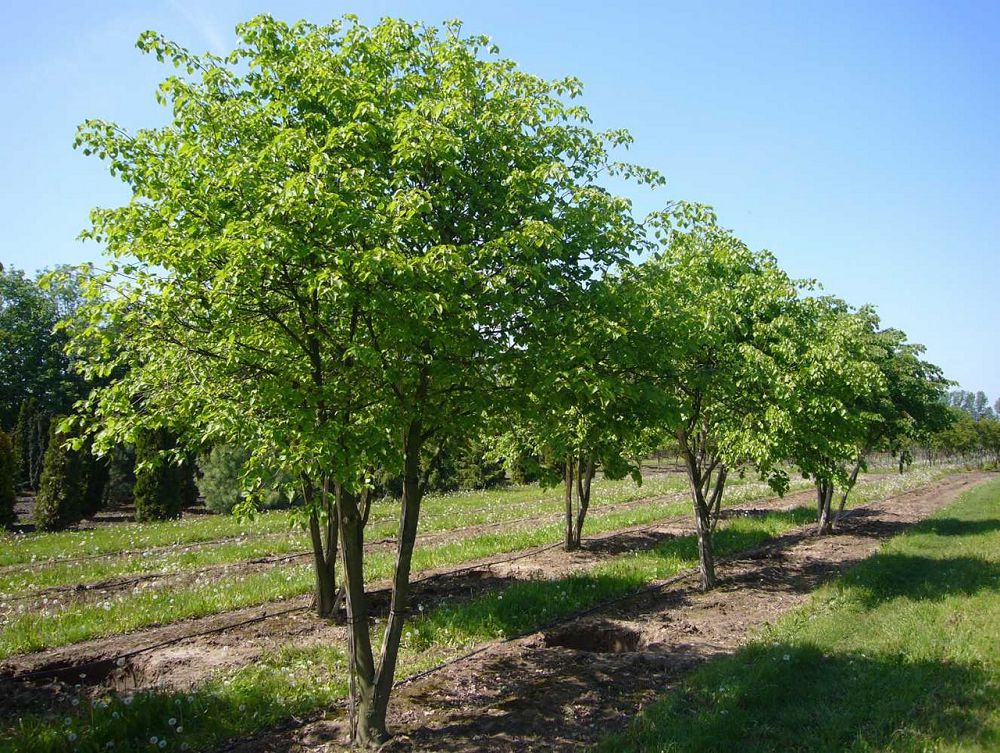 اۋىلدا اۋەزوۆ باعىن اشتى