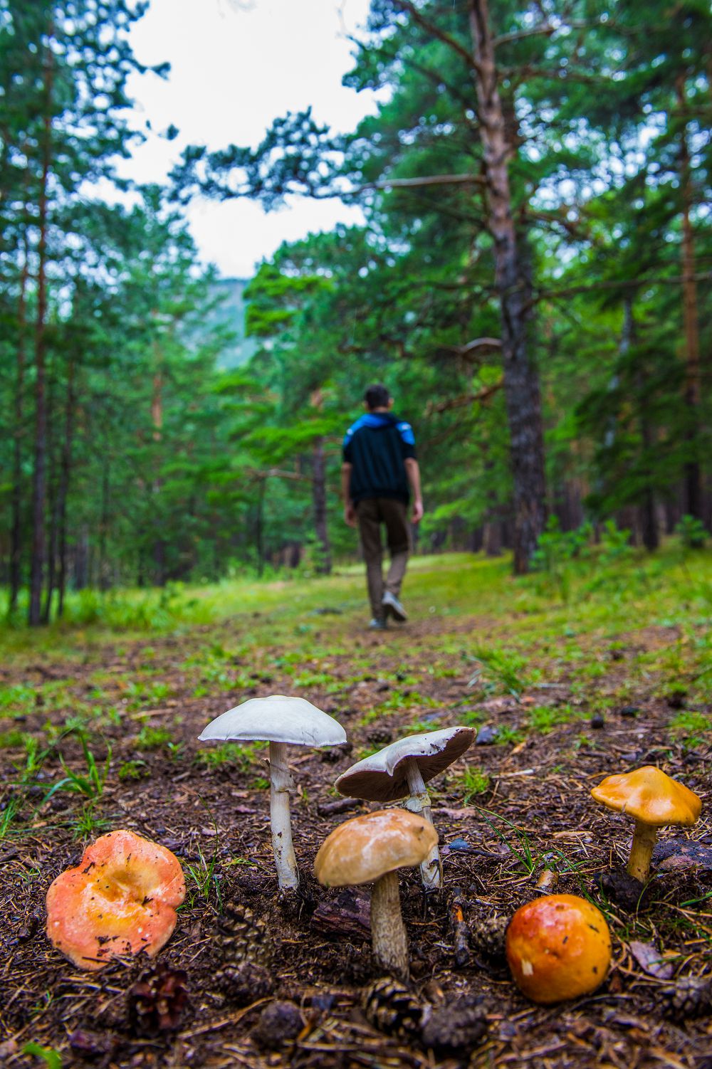 ەل ارداعىنا ەكى ءان ارنادى