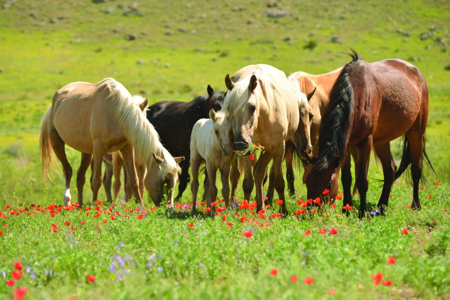 جىلقىنىڭ يگىلىگىن دۇرىس كورە الماي وتىرسىزدار - فرانتسۋز ساراپشىسى
