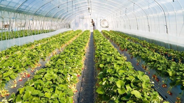 مەملەكەت باسشىسى «Greenhouse Kazakhstan» جىلىجاي كەشەنىن ارالاپ كوردى
