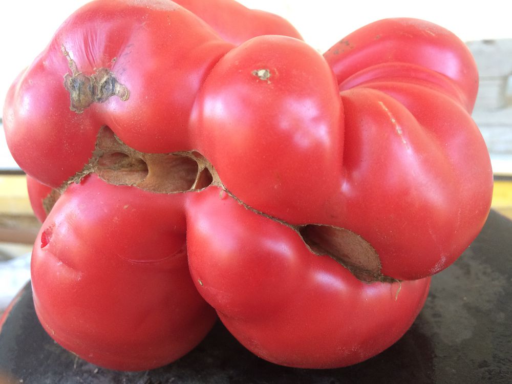 «ۇشەم» قىزاناق