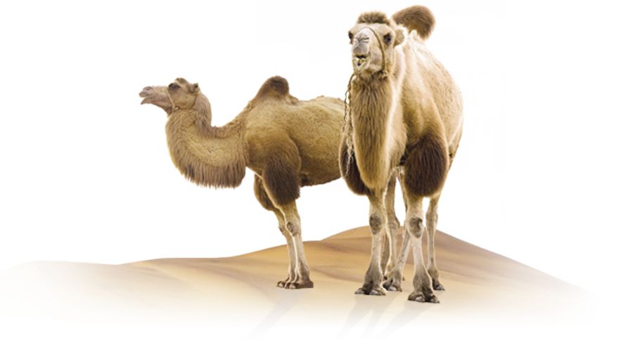 تۇيە ءسۇتىن ءوندىرۋدى ەڭ جاقسى مەڭگەرگەن حالىق