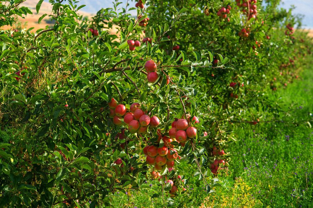 وڭتۇستىك باعبانشىلارى بيىل 86 مىڭ توننا الما جينادى