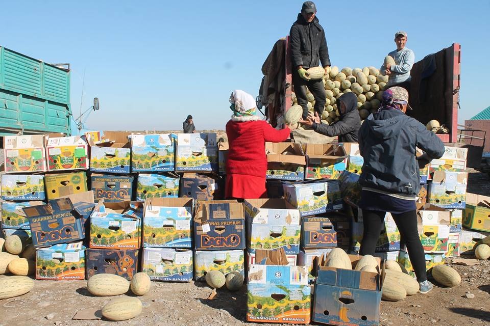 ارىستىق شارۋالار 56 مىڭ توننا ءونىمدى ەۋروپاعا ەكسپورتتادى