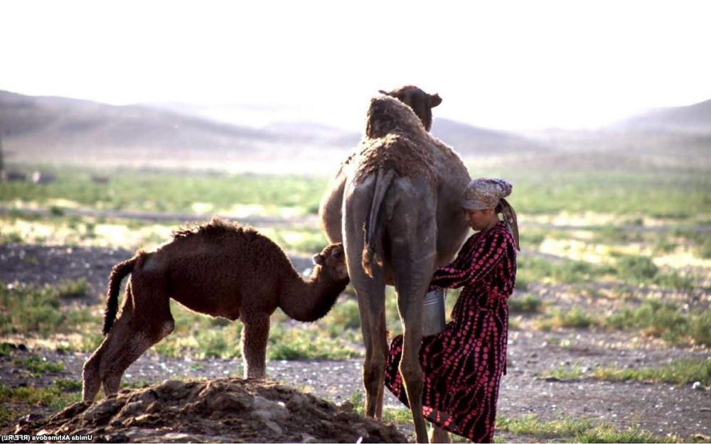 قازاق – قاشاندا قازاق!