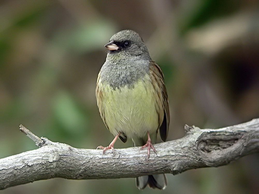 بيولوگ حيرت ساپانوحە قارا ۇبە وزەنىندە بەيمالىم قۇستى كەزدەستىردى