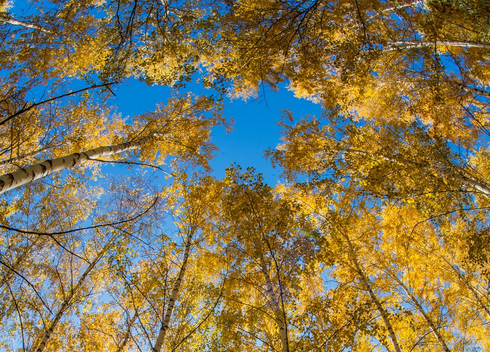 كوڭىل كوكتەمى