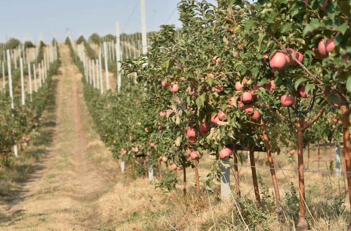 سارىاعاش اۋدانىندا قارقىندى باۋ كولەمى ارتىپ كەلەدى