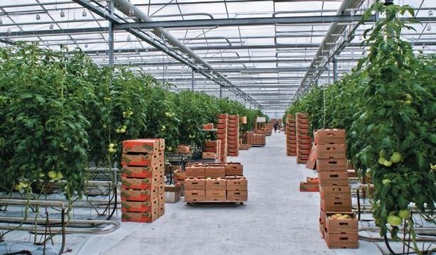 وقو-داعى جىلىجاي كەشەنى جارتى جىلدا 4 مىڭ توننا ءونىم جينادى