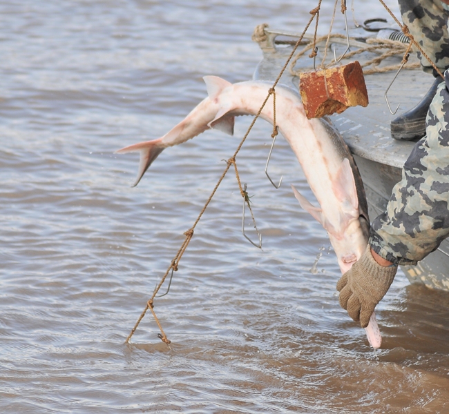 ۇكىمەت باسشىسىنا قيعاش وزەنى ماسەلەسى بويىنشا دەپۋتاتتىق ساۋال جولداندى