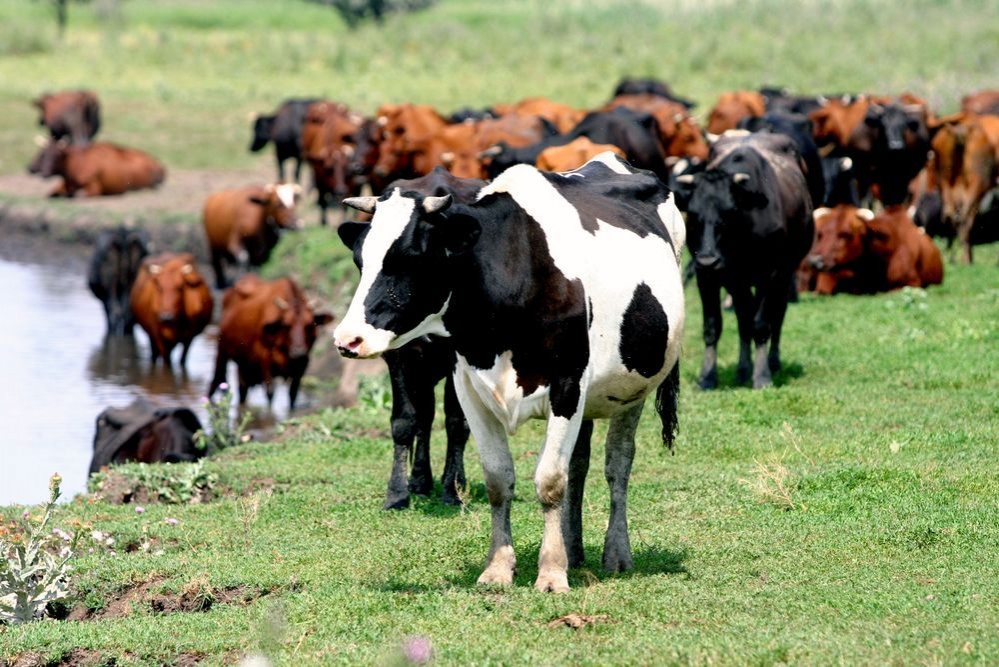 مال قىستاتۋعا ءمان بەرۋ كەرەك