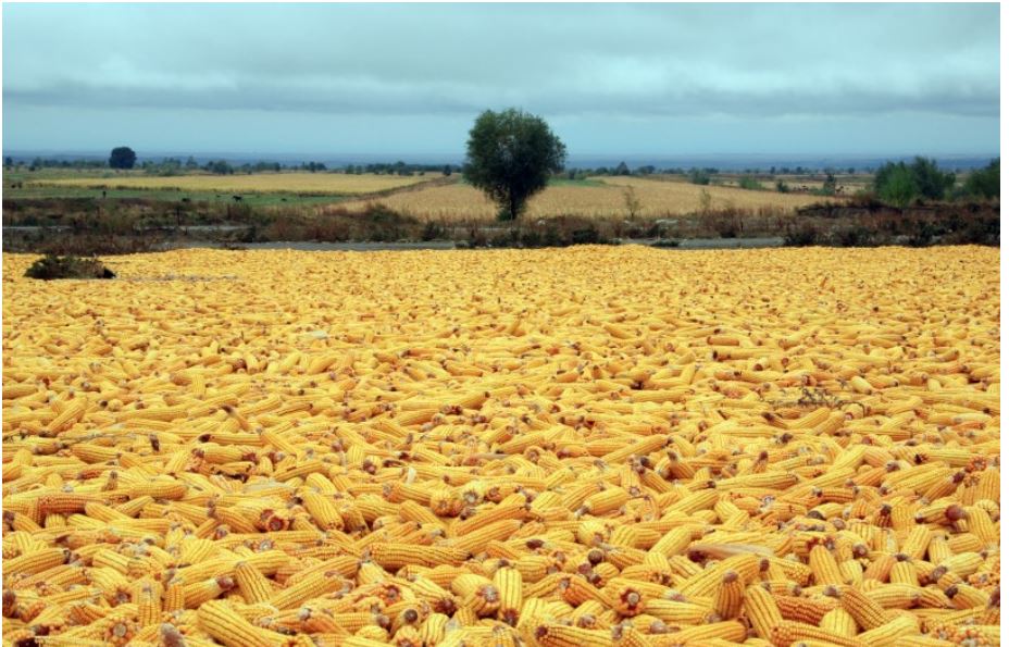 قازاقستانداعى سويانىڭ 97 پايىزى الماتى وبلىسىندا وسىرىلەدى