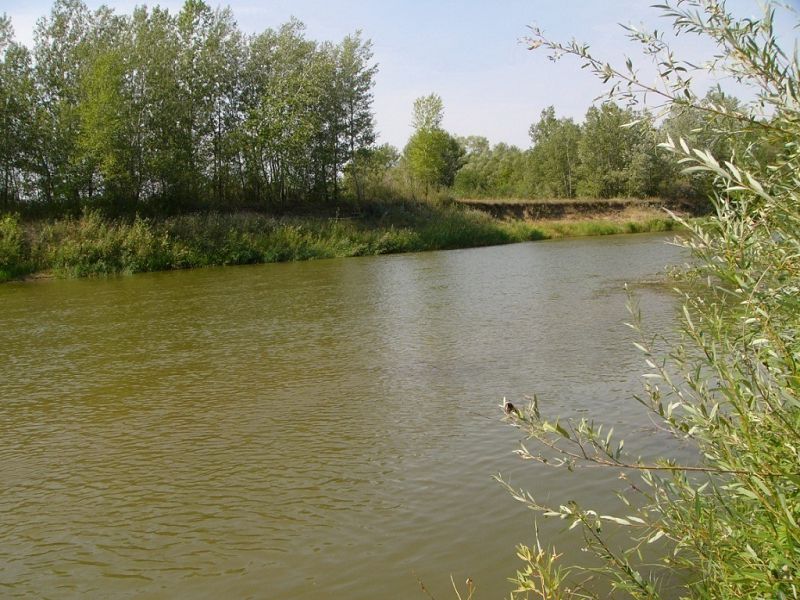 ەلەكتىڭ اعىسى نەگە باياۋ؟