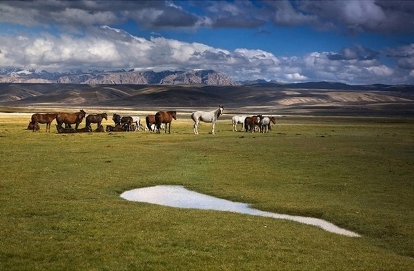 شاعىن اۋىلدارداعى شاتتىق