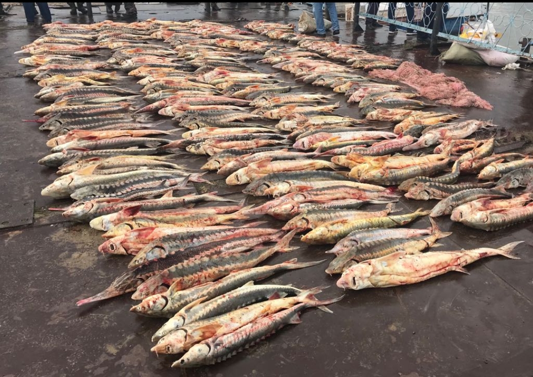 اتىراۋ وبلىسىندا براكونەرلەردەن 1 توننا 89 كگ بەكىرە بالىعى تəركىلەندى