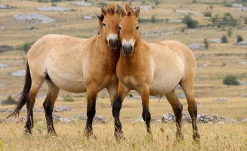 قۇلانداردى پوليگون اۋماعىنا جەرسىندىرسەك