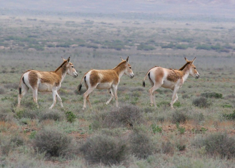 تورعاي دالاسىنا قۇلاندار جىبەرىلدى