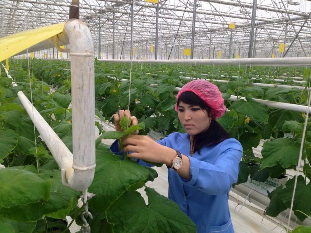 ەلىمىزدەگى ەڭ ءىرى جىلىجاي – وڭتۇستىكتە