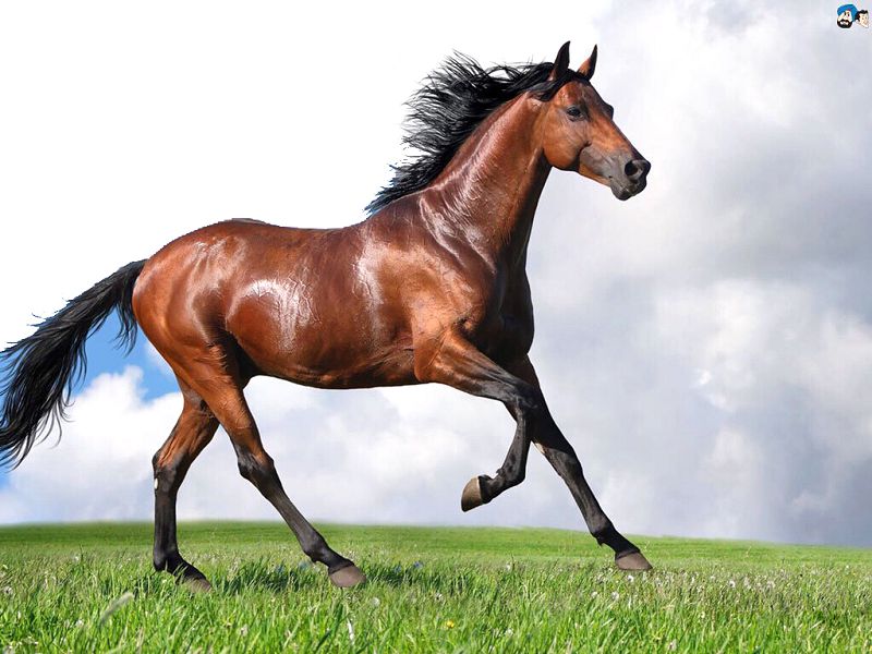 دۋلات تورى (اڭگىمە)