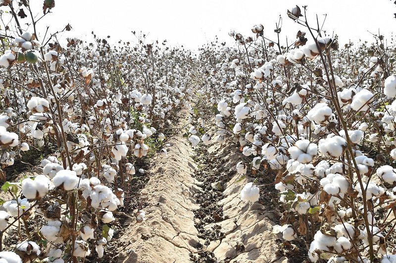 ماقتا تويى ماقتاارالعا قايتا ورالدى