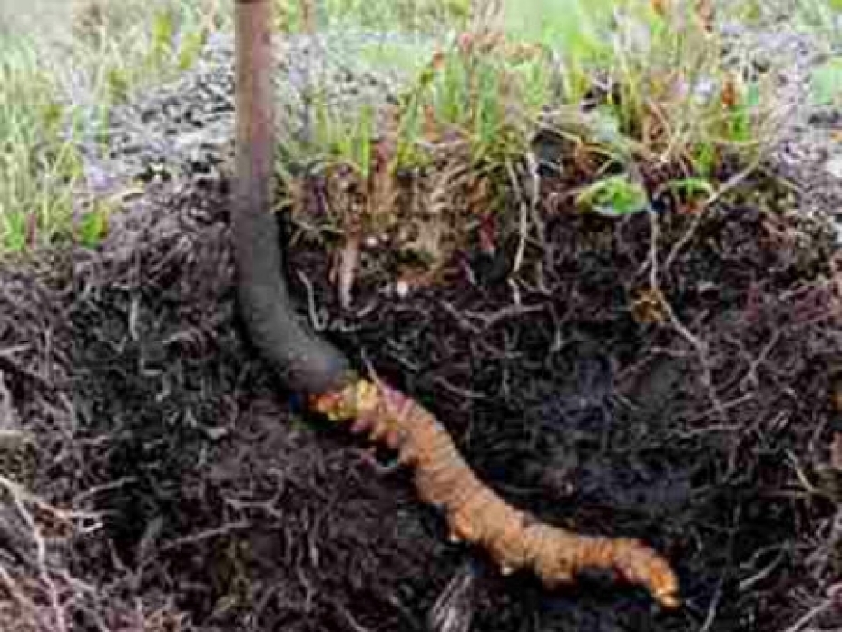 ەمدىك شوپتەر ءتۇپ تامىرىمەن ج ۇلىنۋدا