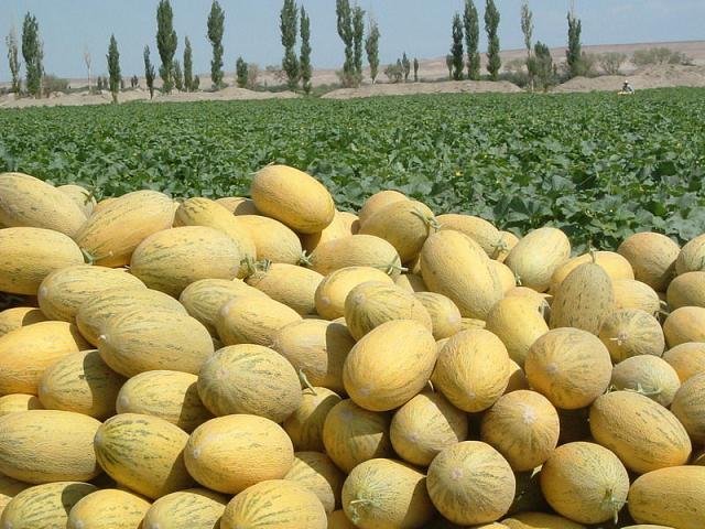 وڭتۇستىكتەن 400 مىڭ توننا باقشا ونىمدەرى بەس ەلگە ەكسپورتتالدى