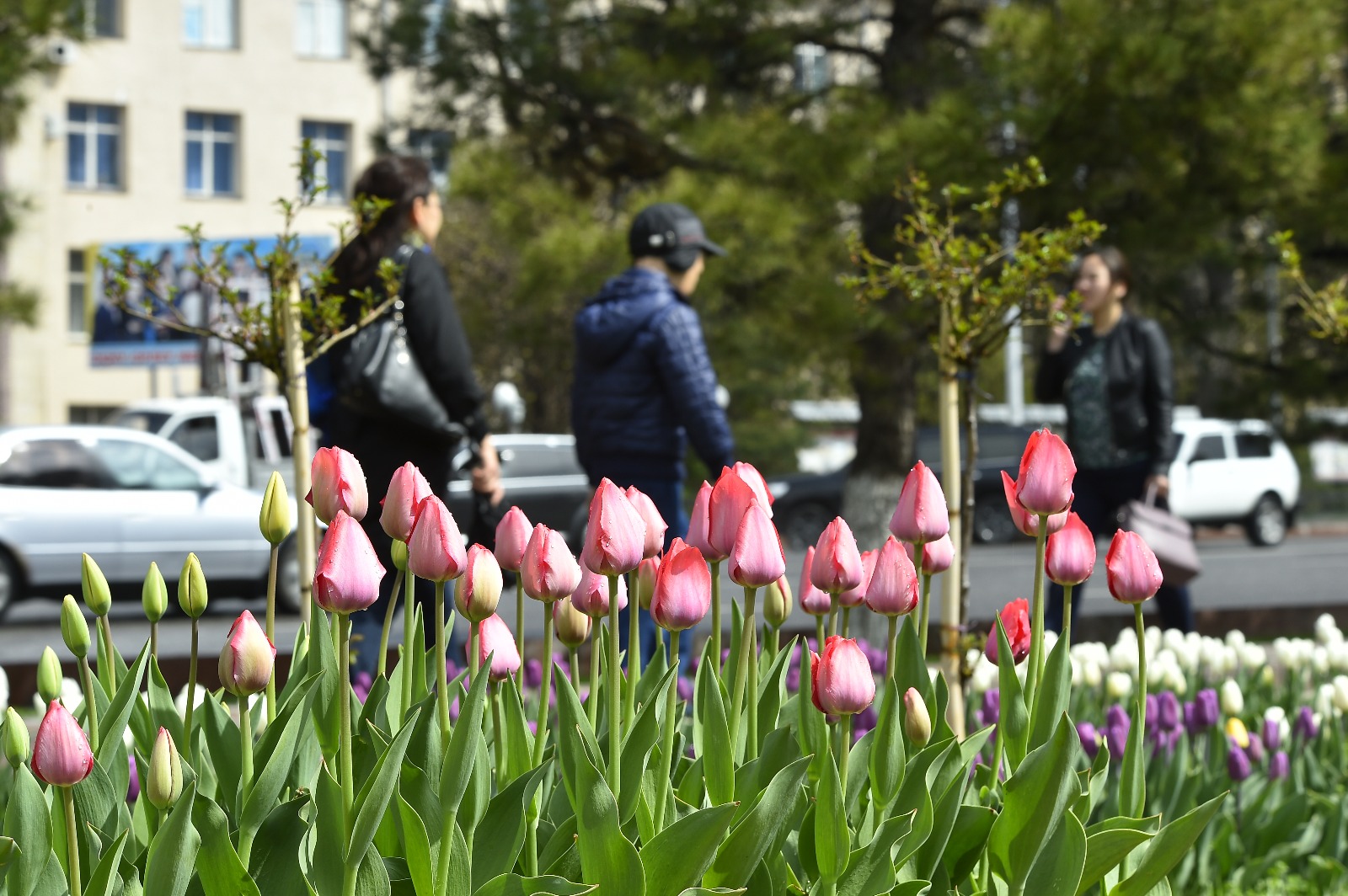 وقو-دا 1,3 ملن ءتۇپ قىزعالداق تۇقىمى وتىرعىزىلدى