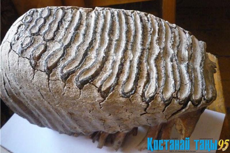 تورعاي دالاسىنان ءزىلدىڭ ءتىسى تابىلدى