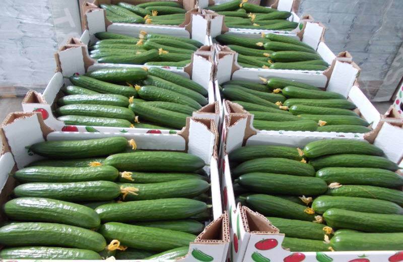 وڭتۇستىكتە ون ايدا ونەركاسىپ كاسىپورىندارىمەن 684 ملرد تەڭگەگە جۋىق ءونىم ءوندىرىلدى