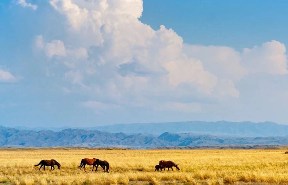 حالىق قالاۋى 