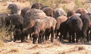 قاراكول ءوندىرىسىنىڭ وركەندى جولى