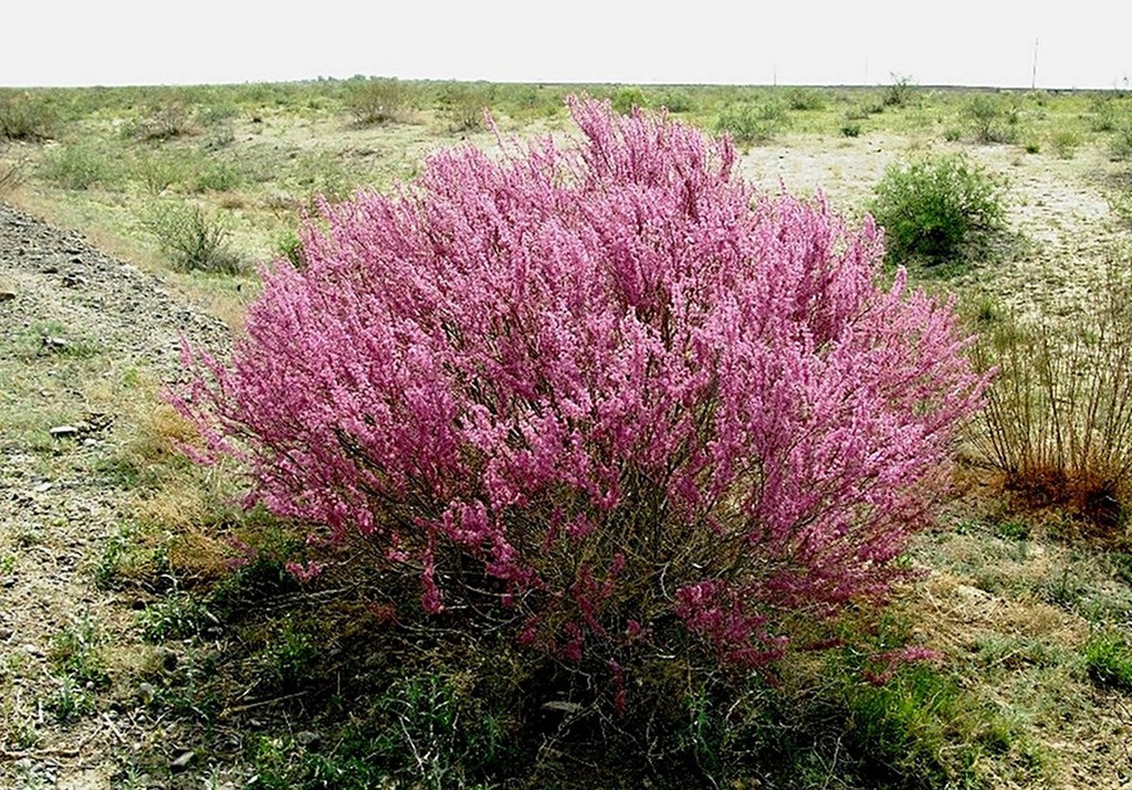 شولاققورعان-شىمكەنت تاس جولىنىڭ بويىنا جىڭعىل وتىرعىزىلدى