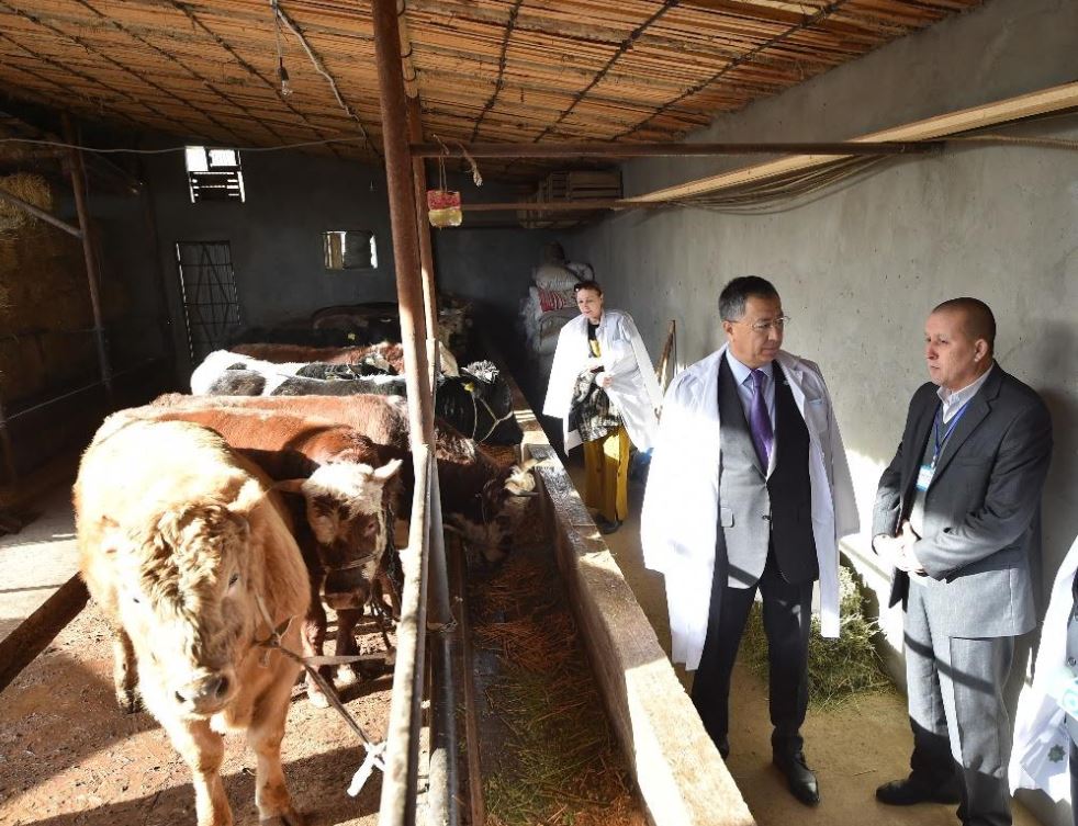 سايرام اۋدانىندا 52 ملرد. تەڭگەنىڭ اۋىل شارۋاشىلىق ءونىمى ءوندىرىلدى