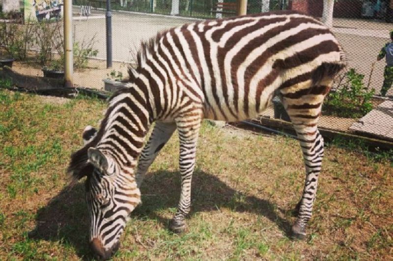 قاراعاندى زەبراعا زەر سالاتىن بولادى