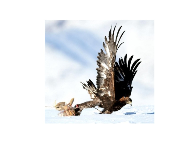 الماتىدا «جىرتقىش قۇستار مەن اڭشىلىق: تاريحى مەن بۇگىنى» اتتى كونفەرەنتسيا ءوتتى