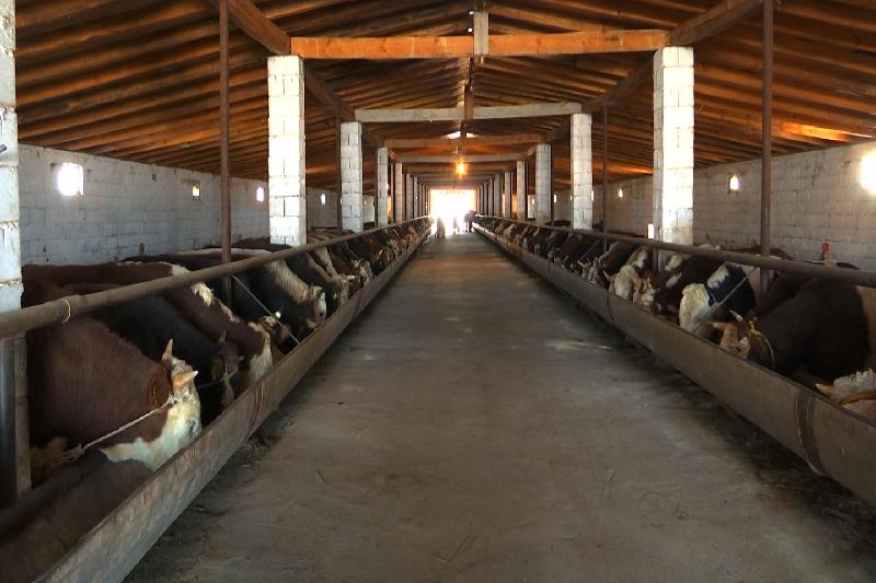 قازىعۇرتتا مال بورداقىلاۋ كەشەنى سالىنىپ جاتىر