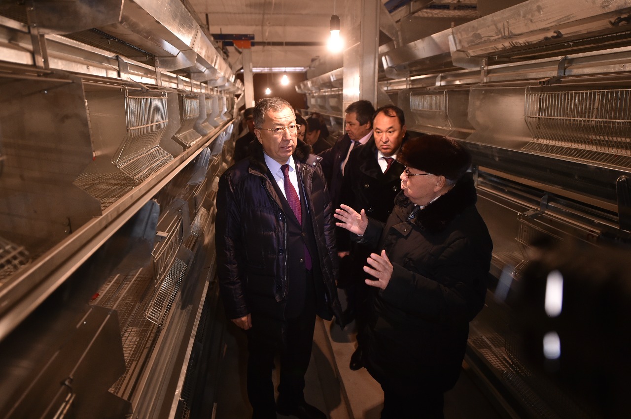 تولەبي اۋدانىندا كووپەراتيۆكە بىرىككەن فەرمەرلەر قۇس شارۋاشىلىعىن دامىتپاق